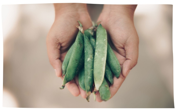 Zwei Hände halten Bohnen