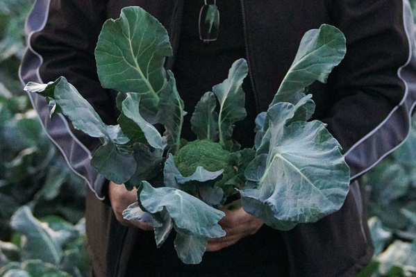 Broccoli frisch nach der Ernte