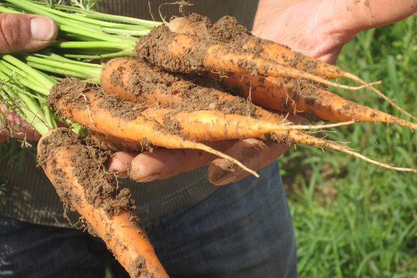 Möhren bei der Ernte