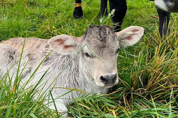 Eine auf der Weide liegende Kuh