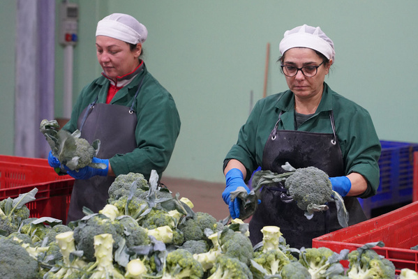 Zwei Frauen bei der verarbeitung von Broccoli