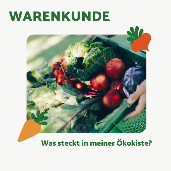 KI generiert: Das Bild zeigt eine Vielzahl von frischem Gemüse und Obst in einer grünen Kiste. Es hat den Titel "Warenkunde" mit dem Untertext "Was steckt in meiner Ökokiste?"