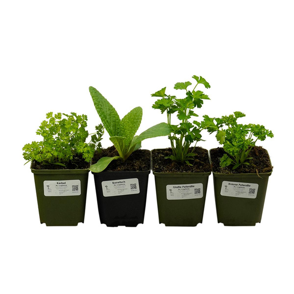 Produktfoto zu Nachfüllset Grüne Soße Kräuter einjährig