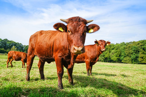 Kühe auf einer Weider