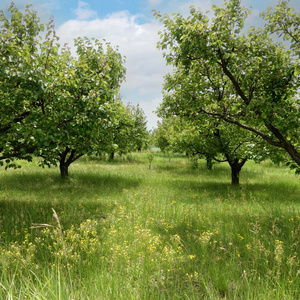 Das Bild zeigt mehrere Personen, die in einer Küche zusammenarbeiten, vermutlich bei einem Kochkurs oder einer Gruppenkochaktivität. Sie tragen Schürzen und sind mit der Zubereitung von Zutaten beschäftigt.