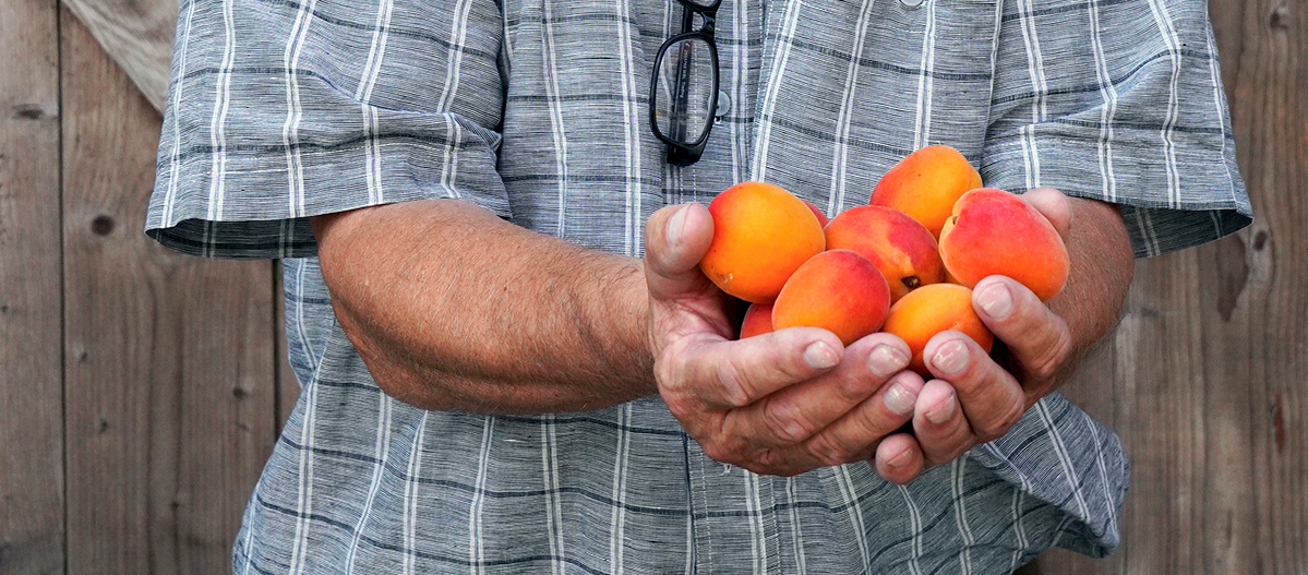 KI generiert: Das Bild zeigt eine Auswahl an Wurzelgemüsen, darunter lila Karotten, Pastinaken und eine Steckrübe, auf einem Holztisch arrangiert.