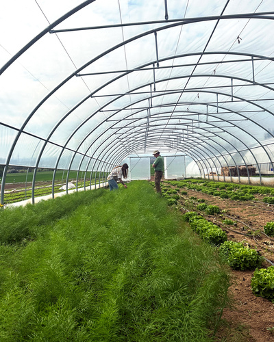 KI generiert: Zwei Personen arbeiten in einem Gewächshaus mit grünen Pflanzen.