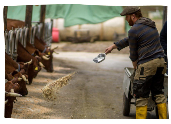 Fütterung der Rinder