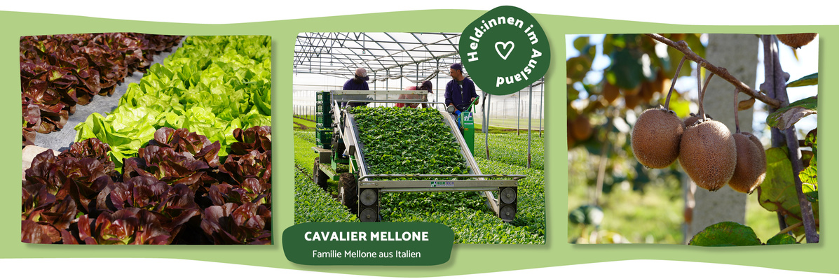 Cavalier Mellone