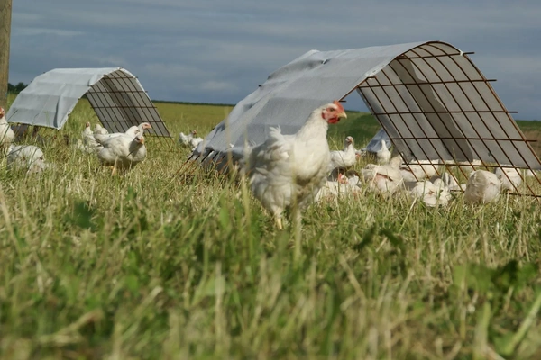 Hühner des Biohof Schaffner