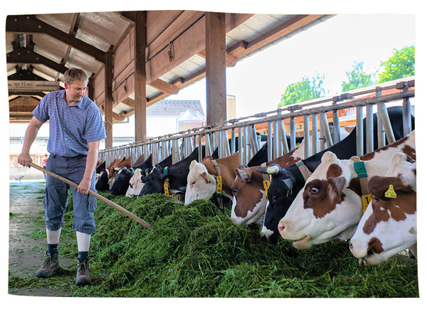 Milchkühe bei der Fütterung
