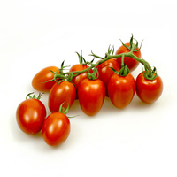 Cherrystrauchtomaten