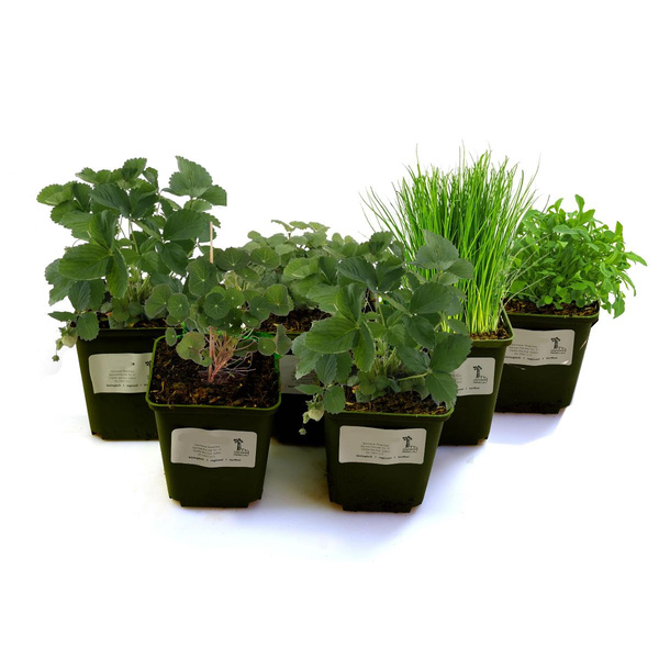 Produktfoto zu Pflanzen für den Naschgarten