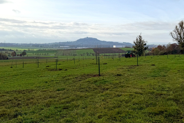 Streuobstwiese für Baumpatenschaft