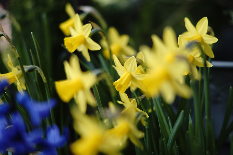 Osterglocken Narzissen