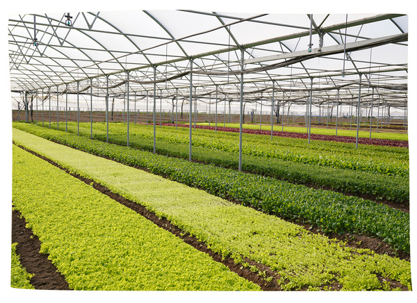 Gewächshaus für Salate