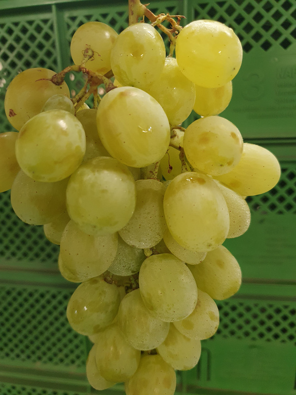 KI generiert: Das Bild zeigt eine stilisierte Illustration einer gelben Karotte mit grünem Blattwerk auf einem hellgrünen Hintergrund. Der Hauptinhalt ist die minimalistische Darstellung der Karotte.