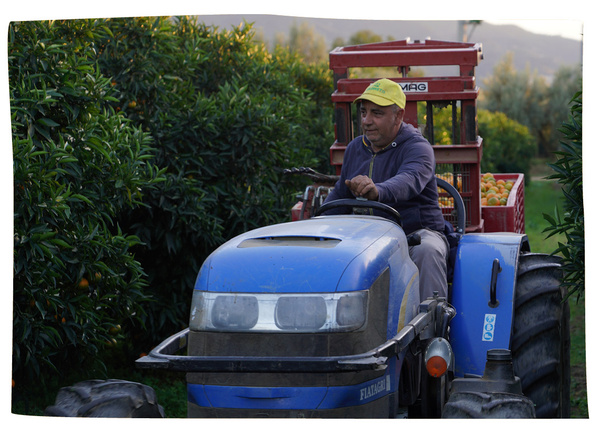 Traktor bei der Ernte von Zitrusfrüchten