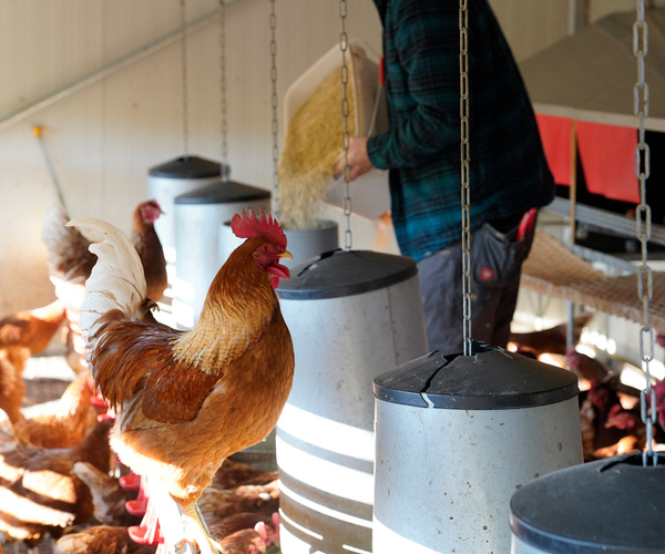 Hühner bei der Fütterung