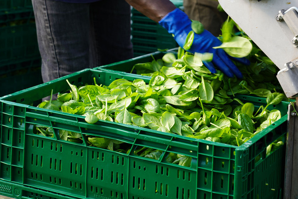 Salat bei der Ernte