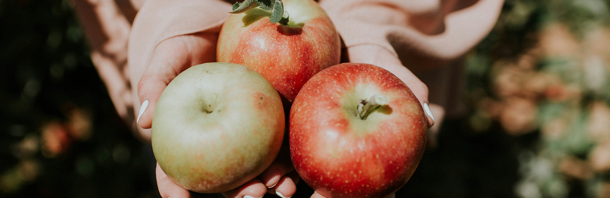 Warenkunde Obst und Gemüse in der Ökokiste