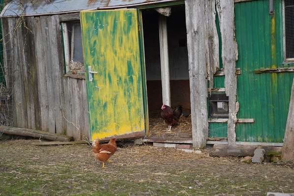 Hühnerstall