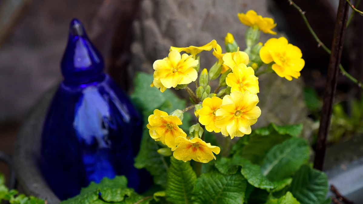 KI generiert: Das Bild zeigt eine Auswahl an Wurzelgemüsen, darunter lila Karotten, Pastinaken und eine Steckrübe, auf einem Holztisch arrangiert.