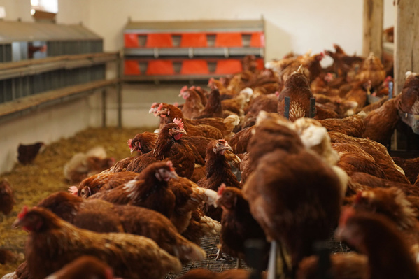 Viele Hühner in einem Stall