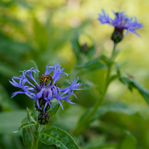 KI generiert: Lila Blume mit einer Biene in Nahaufnahme im Grünen.