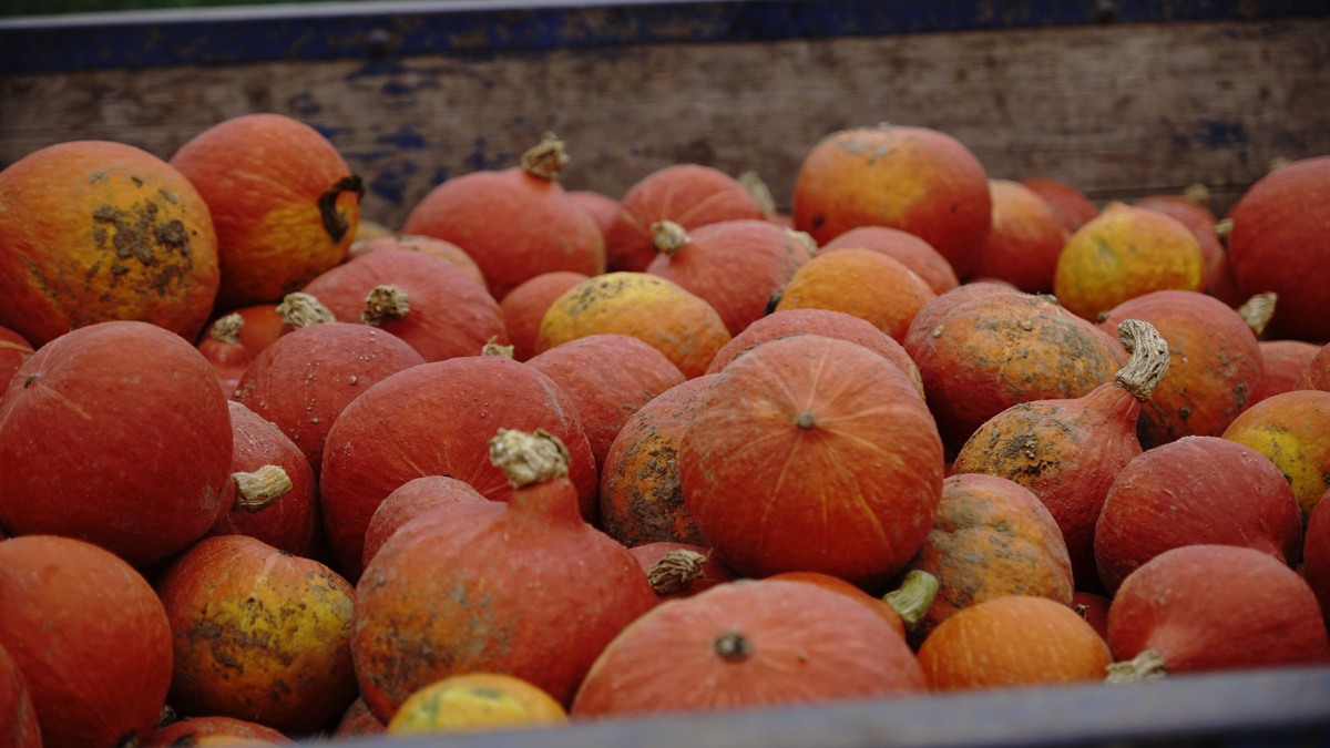 KI generiert: Das Bild zeigt eine Auswahl an Wurzelgemüsen, darunter lila Karotten, Pastinaken und eine Steckrübe, auf einem Holztisch arrangiert.