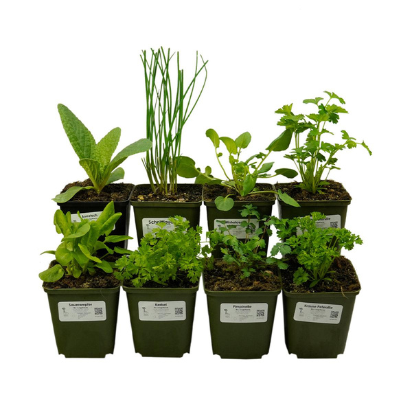 Produktfoto zu Grüne Soße Kräuter im Topf