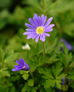 KI generiert: Das Bild zeigt mehrere Personen, die in einer Küche zusammenarbeiten, vermutlich bei einem Kochkurs oder einer Gruppenkochaktivität. Sie tragen Schürzen und sind mit der Zubereitung von Zutaten beschäftigt.