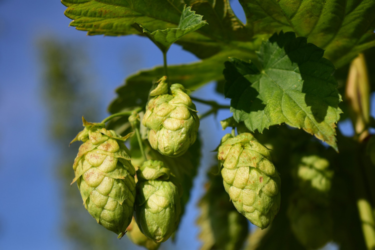 100% Bio. Hopfen.