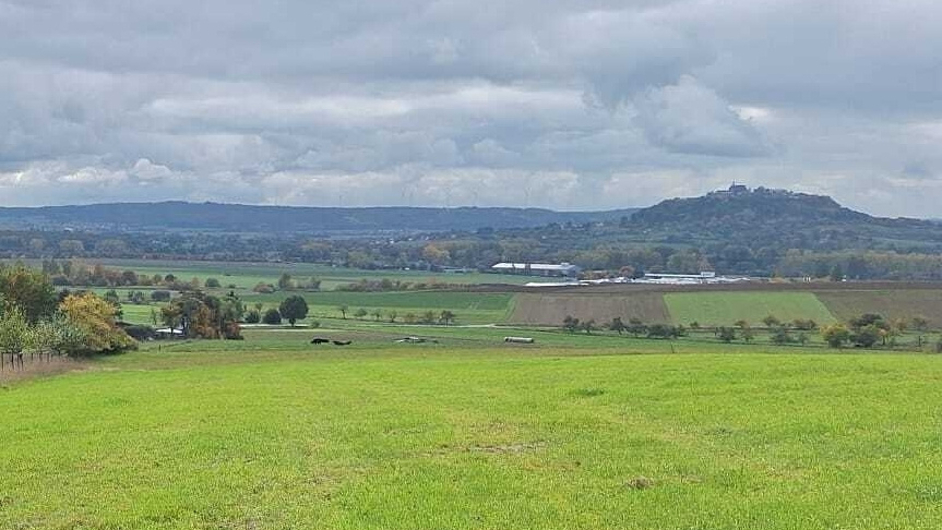 KI generiert: Das Bild zeigt eine Auswahl an Wurzelgemüsen, darunter lila Karotten, Pastinaken und eine Steckrübe, auf einem Holztisch arrangiert.