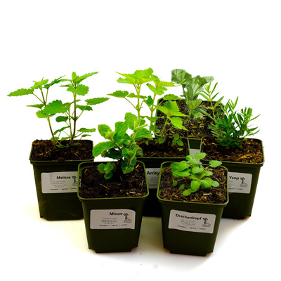 Produktfoto zu Kräuterpaket für Limonade