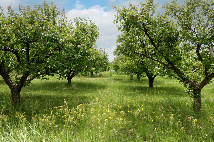 KI generiert: Ein grüner Obstgarten mit mehreren Bäumen auf einer Wiese.