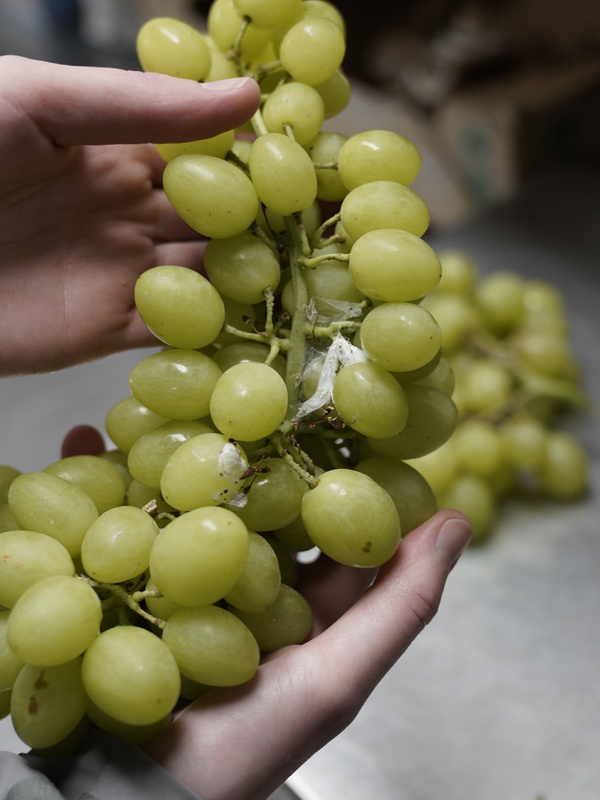 KI generiert: Das Bild zeigt eine stilisierte Illustration einer gelben Karotte mit grünem Blattwerk auf einem hellgrünen Hintergrund. Der Hauptinhalt ist die minimalistische Darstellung der Karotte.