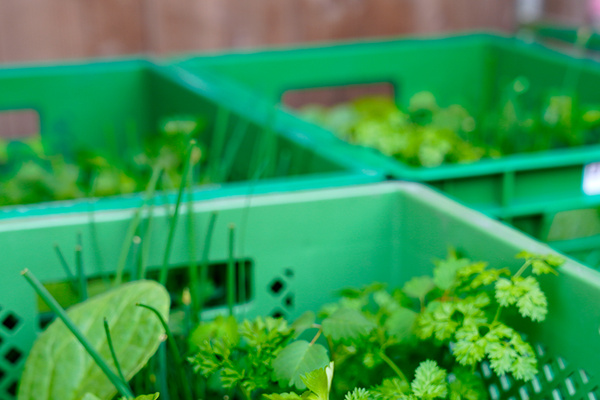 KI generiert: Grüne Kisten voller frischer Kräuter wie Petersilie und Schnittlauch.