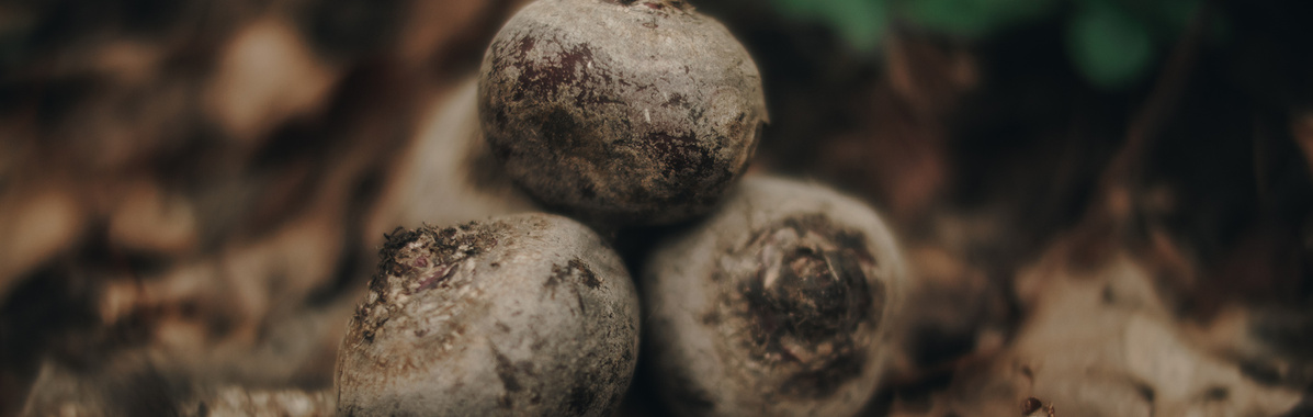 Warenkunde Obst und Gemüse in der Ökokiste