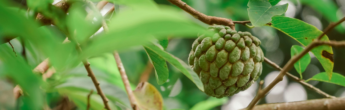 Warenkunde Obst und Gemüse in der Ökokiste