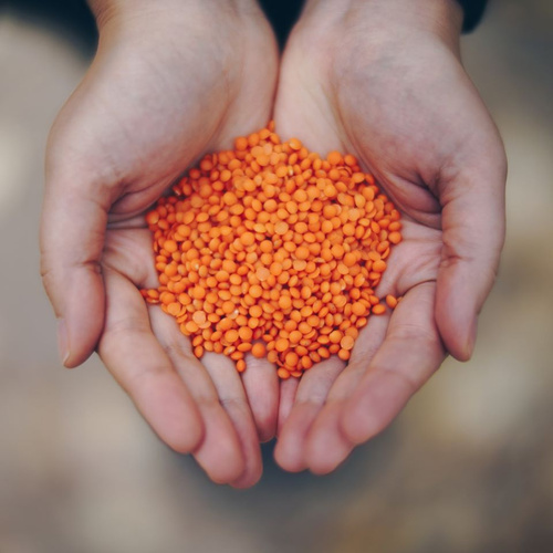 Hand mit roten Linsen