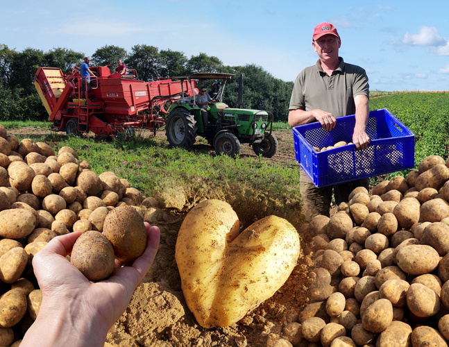 KI generiert: Ein Landwirt erntet Kartoffeln. Ein Traktor mit Erntemaschine im Hintergrund.