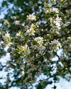 KI generiert: Das Bild zeigt mehrere Personen, die in einer Küche zusammenarbeiten, vermutlich bei einem Kochkurs oder einer Gruppenkochaktivität. Sie tragen Schürzen und sind mit der Zubereitung von Zutaten beschäftigt.