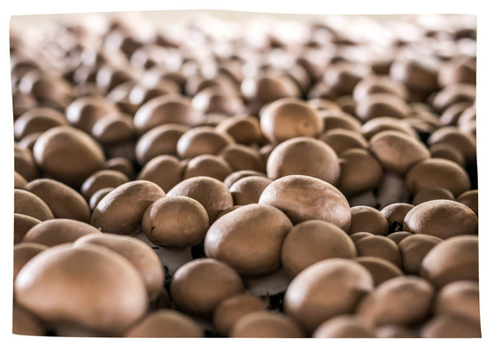 Inhaber von Löckes Bio-Pilze