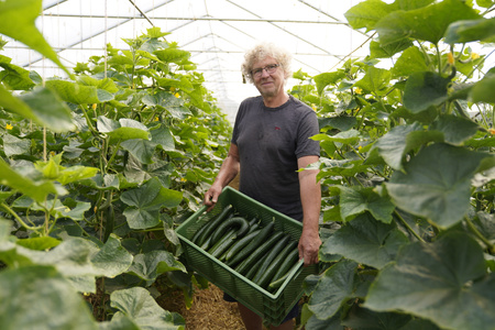 KI generiert: Ein Mann steht in einem Gewächshaus und hält eine Kiste voller Gurken. Um ihn herum befinden sich üppige Gurkenpflanzen.