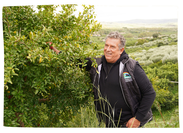 Inhaber Francesco Musso an eine Zitrusfruchtbaum