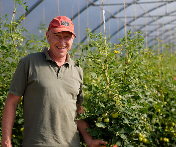 KI generiert: Ein Mann in einem Gewächshaus hält Tomatenstauden.