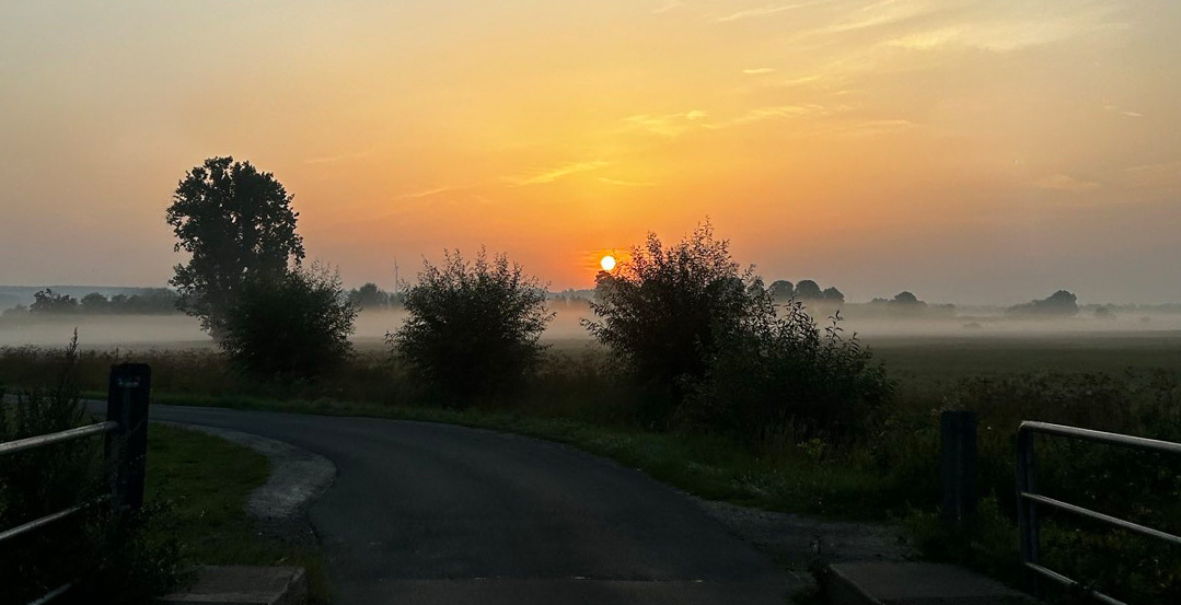 KI generiert: Das Bild zeigt eine Auswahl an Wurzelgemüsen, darunter lila Karotten, Pastinaken und eine Steckrübe, auf einem Holztisch arrangiert.