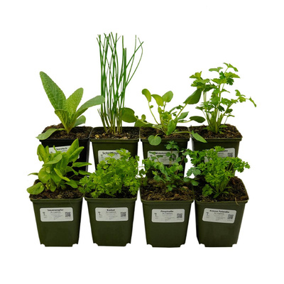 Produktfoto zu Grüne Soße Kräuter im Topf