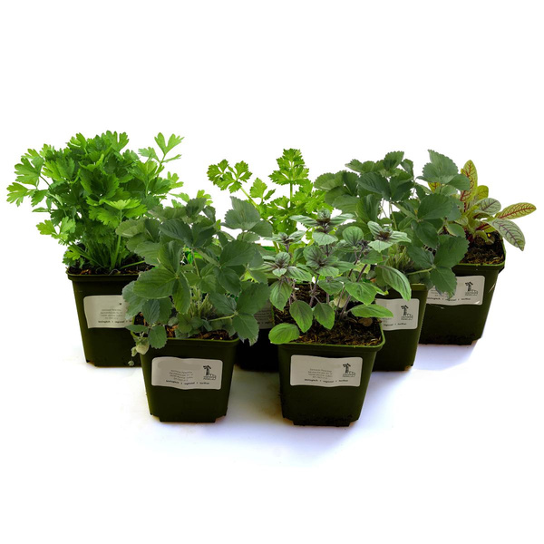 Produktfoto zu Balkonkräuter Set